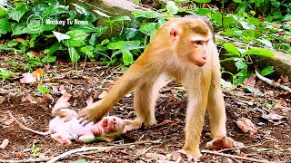 New baby monkey crying very when her mother start to walking out!