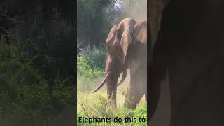 Elephant taking dirt bath to protect itself from the sun and repel bugs