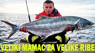 Lica (Lerfish) sa obale na zivog cipla od 1kg veliki mamac, veca sansa za udarac. Ulcinj-Montenegro