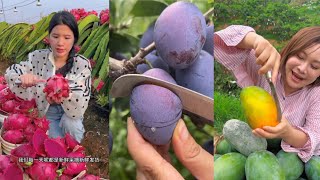 Amazing satisfying farming video very fresh fruits cutting in farm