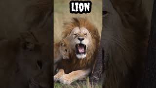 Lion #shorts #viral #trending