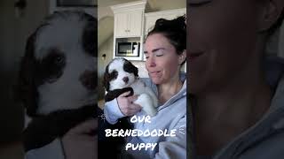 🐶 BERNEDOODLE PUPPY: 😍 our 1st weekend together!