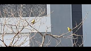 Yellow Footed Green Pigeon Family