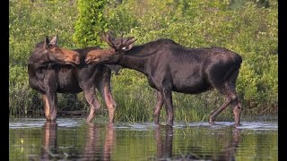 Chernobyl. Moose. / Чернобыль. Лоси 01/26/2017