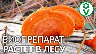 НЕ ПОКУПАЙТЕ ТРИХОДЕРМУ! Дорогой биопрепарат, который можно собрать в лесу!