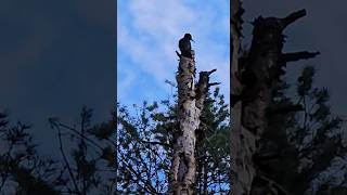 Черный дятел или Желна / Black woodpecker