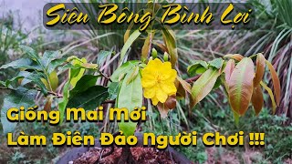 Siêu Bông Bình Lợi - Giống Mai Vàng Mới Độc Lạ