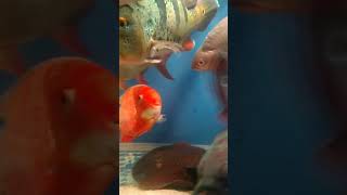 Aquarium with tropical fish. Аквариум рыбака. Огромные тропические рыбы в аквариуме. Рыбки. #shorts