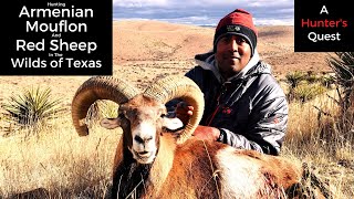 A Conservation Success Story in Texas - Hunting Free Range Armenian Mouflon and Red Sheep