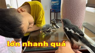 Thăm lại tổ chim chòe than - và đi tìm tổ quanh khu vực phát hiện tổ đã có con để tặng ae rồi