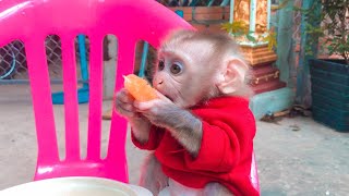 Baby Monkey Ella Like Eating Orang And Apple Fruits Look So Delicious Fruit