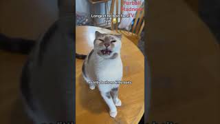 Funny Animals Videos 🤣 | Ep. 500 #shorts #viral #funny