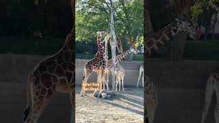 USA. 🇺🇸 GIRAFFES 🦒 in Safari Park // Любуемся близко Жирафами. #usa #wildlife #zoo #animals #ca