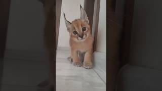 Мини Каракал с утра уже на охоте. #каракал #cat #caracal #caracat #cute #сервал #catlover