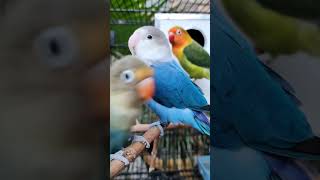 Cage Antics with a Blue Lovebird and Friends – Non-stop Fun!