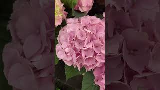 Pretty Hydrangeas