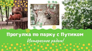 Интересное рядом! Прогулка по парку с моей собакой Путиком.