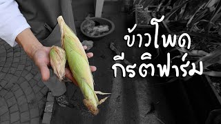 ได้กินข้าวโพดแล้ววว | บอสแพลนท์เบส Ep.5