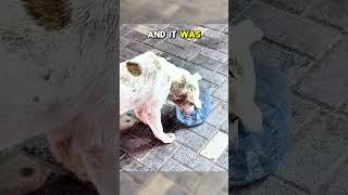 Thirsty Stray Pup Carries Water Bowl Around City...🥹❤️  #animalrescue #shortsfeed  #animalshorts