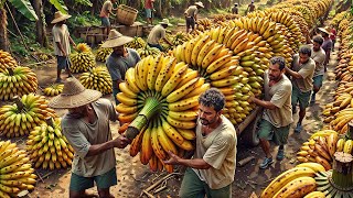 Billions of Bananas: How They’re Harvested and Processed for the World!