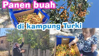 SETAHUN GAK KE KAMPUNG, BEYZA AKHIRNYA PANEN BUAH. BANYAK BANGET MELIMPAHHH