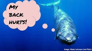 Do whales get back pain?