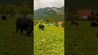 Pleasant Austria Farm #beautifulview #farm #farmlife #cows #cow #shorts #short #shortvideo #austria