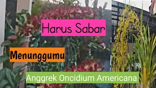 @Proses anggrek Oncidium Americana berbunga, membutuhkan waktu lama@langit ngayojokarto