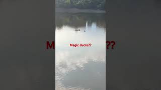 Are these magic ducks!?!?!