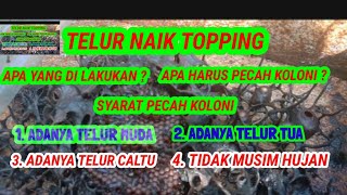 TIPS PECAH KOLONI TRIGONA ITAMA #pecahkoloni#trigonaitama#madukelulutsangkulirang#shorts