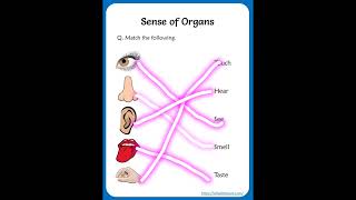 Worksheet of sensory organs##evs