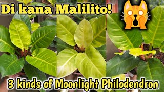 3 Kinds of Moonlight Philodendron  Di kana malilito pag napanood mo to!