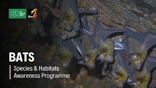 Bats - Species & Habitats Awareness Programme