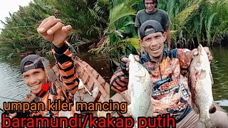 udang galah umpan killer untuk mancing ikan...