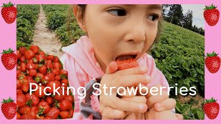 Strawberry Picking in Germany / Erdbeeren selber pflücken.