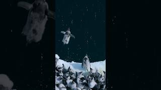 Emperor penguin chicks leap off a 50- feet ice cliff to take their first swim 😍😳 #shorts