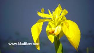 Iris pseudacorus yellow flag, yellow iris, water flag, lever is a species in the genus Iris, of the