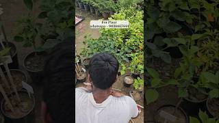 🔴how to graft multiple colours | Bougainvillea cuttings | bougainvillea production