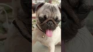 Such a cute smile😊😎🥰#pugsmile #zuzu #eyes #doglove #funnypugpuppy#cutedogvideos #pug #mylove #smile