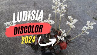 Ludisia discolor: Floração de 2024 | Flowering of 2024