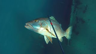 Spearfishing inside a shipwreck