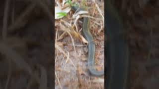 Take snake out from Underground Building part 2