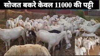 11000/ पट्टी ( सोजत बकरे 20से30 किलो ) @How to start goat farming @Mjfarmingvlogs