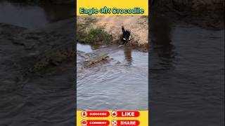 Crocodile vs eagle 🦅 #animals #wildanimal #shortsviral