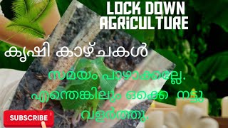 എന്റെ വീട്ടിലെ Lock down കൃഷി കാഴ്ചകൾ. Lock down അപാരത. #lockdown #krishikal#traveltechmotivator