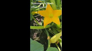 Summer Squash Blossoming and Fruiting 🌿 Dixie Hybrid #garden