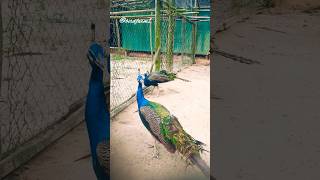 ময়ূর দুইটির নতুন পালক গজাচ্ছে #shorts #birds #peacock #animals #nature #cute