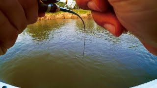 Pesca de SURUBI y DORADOS en el RIO PARANA con carnada - La Paz, Entre Ríos