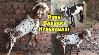 Pure Quality Hyderabadi Aur Barbari Bakriya | Asif Nagar Mehdipatnam | Hyderabad