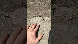 Antz turn concrete back to gravel?